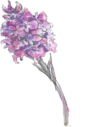 zeichnung orchidee